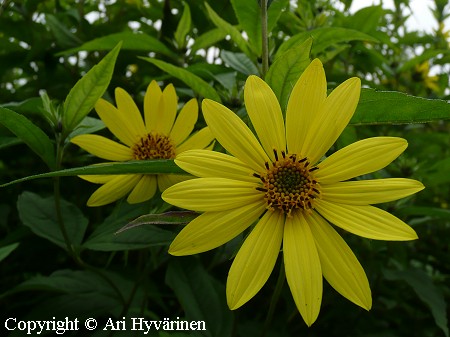 Jaloauringonkukka, 'Helianthus Lemon Queen'